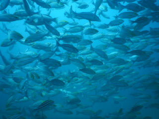 伊豆の海でダイビング中に見かけたイサキの大群