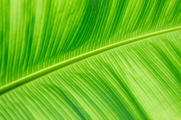 Green banana leaf.
