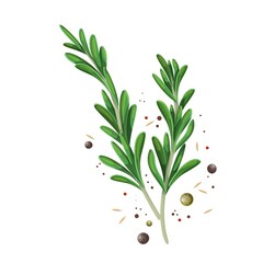 Rosemary sprigs with spice pepper. Culinary herb colored vector illustration.