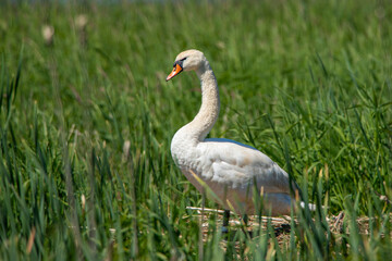 Schwan