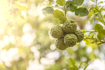 Bergamot and sunlight.