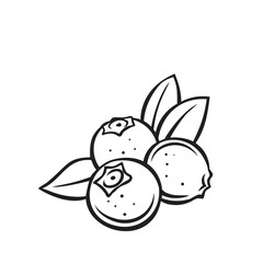 Blueberry fruit berry outline vector icon, drawing monochrome illustration. Healthy nutrition, organic food, vegetarian product.