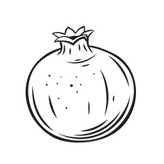 Pomegranate fruit outline vector icon, drawing monochrome illustration. Summer fruits for healthy lifestyle. Organic fruit.