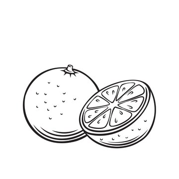 Orange Fruit Outline Vector Icon, Drawing Monochrome Illustration. Healthy Nutrition, Organic Food, Vegetarian Product.