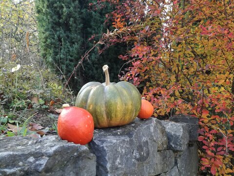 Butternut squash, cucurbita moschata, green musquée de provence and orange little hokkaido, red kuri pumpkin in garden. Autumn, fall background.