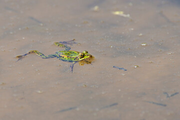 Froschzirkus