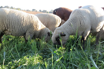 A closeup photograph of sheep eating clover in a plantation field at sunrise in South Africa during the winter season