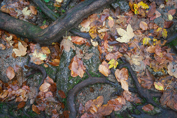 Brown tree roots between stones on the forest floor, yellow and brown autumn leaves. Topview.
