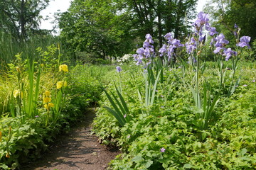 Gelbe und blaue Lilien