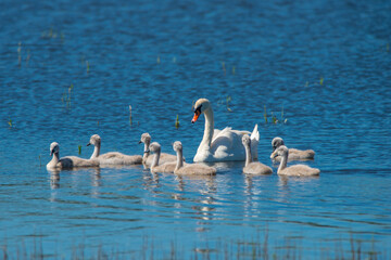 Schwanenfamilie