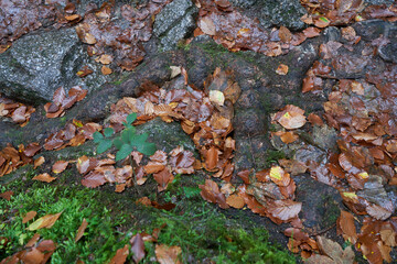 Cartilaginous tree root surrounded by stones and moss. topview.