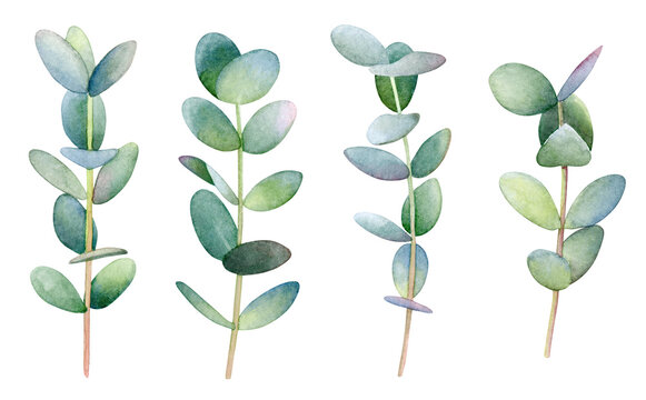 Collection of watercolor branches of eucalyptus tree