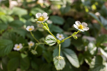 Strawberry blossoms. Growing berries at home. Shallow depth of field.