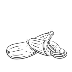 Squash vegetable outline vector icon, drawing monochrome illustration. Healthy nutrition, organic food, vegetarian product.