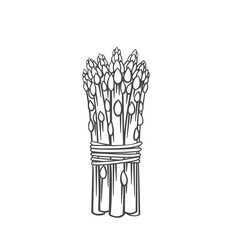 Asparagus vegetable outline vector icon, drawing monochrome illustration. Healthy nutrition, organic food, vegetarian product.