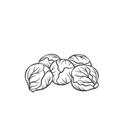Brussels sprouts vegetable outline vector icon, drawing monochrome illustration. Healthy nutrition, organic food, vegetarian product.