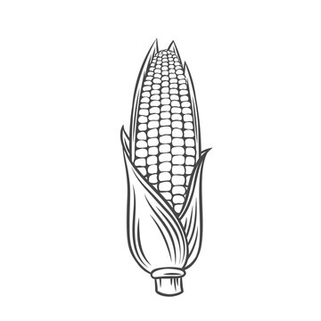 recommend clip art: Vector ear of corn. Farm vegetable outline icon, drawing monochrome illustration. Healthy nutrition, organic food, vegetarian product.