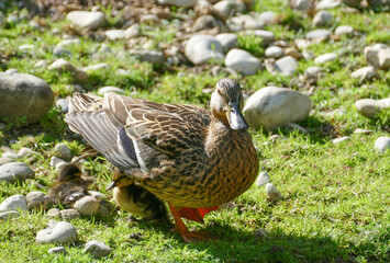 Duck with nestling, femal mallard focusing camera eye, chick resting under feathers.