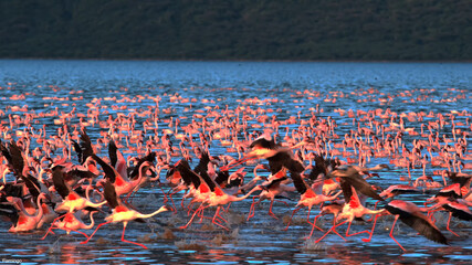 Obraz premium flamingo