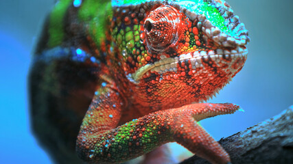 lizard, reptile, animal, iguana, chameleon