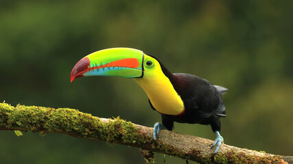 parrot, bird, macaw, red, animal