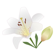 White tiger lily with burgundy spots. Flower, bud, leaves. Beautiful petals. Festive bouquet. Hand-drawn vector. For decor celebration, invitation, wedding. Design element for illustrations, print.