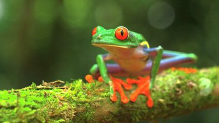 green frog