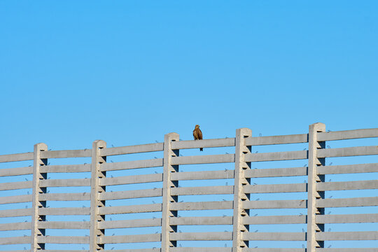 bird of prey on the fence