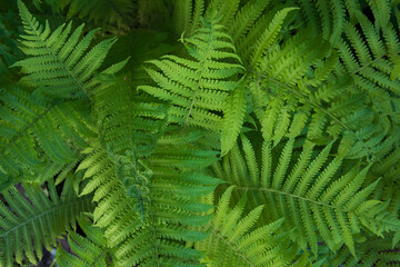 Fern background, green tropical leaves, top view