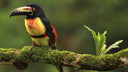 parrot, bird, macaw, red, animal