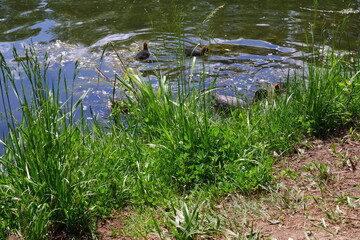 Ducks swim in the pond. Bird in the water.