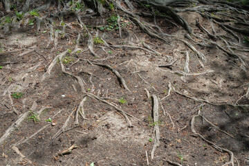 big tree rootThe roots of a tree dug up by the water next to the bed of a river