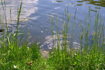Pond and trees in the park. Suitable for background