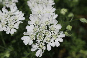 春の庭に咲くオルレア・レースフラワーの白い花