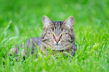 Naklejka na ściany i meble Grey cat on the grass..