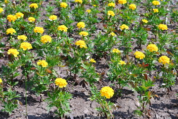 Name of flowers: Marigolds. Flowers grow in the park.