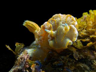Nudibranquio amarillo (Felimare picta) entre las algas de barcelona, fondo negro