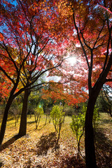 Fototapeta na wymiar 가을공원 산책 일상풍경