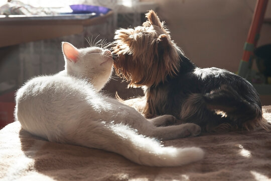 The dog and the cat lie together at home and bask, enjoy in the sunlight