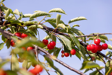 Cherry tree