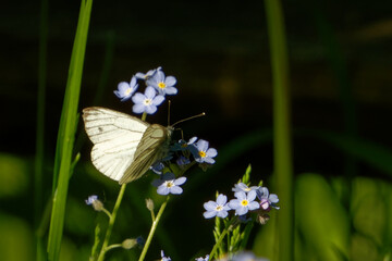 Green-veined white butterfly on light blue myosotis flowers.