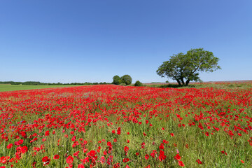 Obraz premium Poppies fields in the French Vexin regional nature park