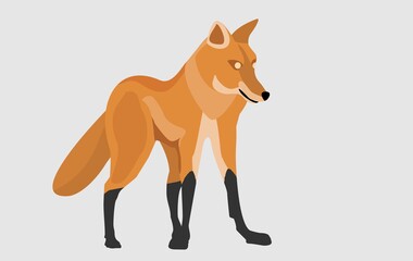 Red wolf stand pose.  flat vector illustration isolated on white background