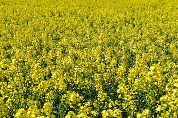 Austria, Agriculture, Rapeseed