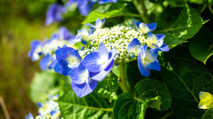 Blue Mountain Hydrangea