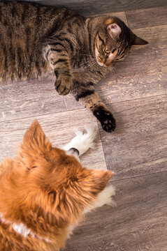 Cat and dog lie together on the floor. Vertical photo