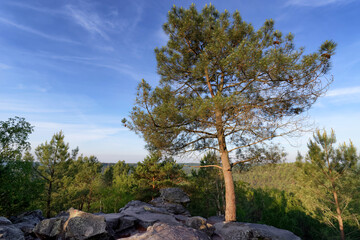Panorama of the hiking trail of the 25 Bumps Circuit in the  Fontainebleau forest	