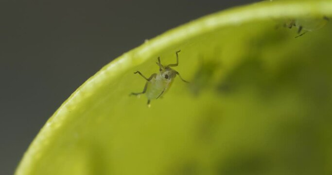 Ant with aphids on a leaf of a plant.Colony of plant parasites and ants. Italy. 