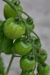 若いミニトマト