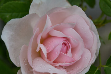 雨上がりのバラ